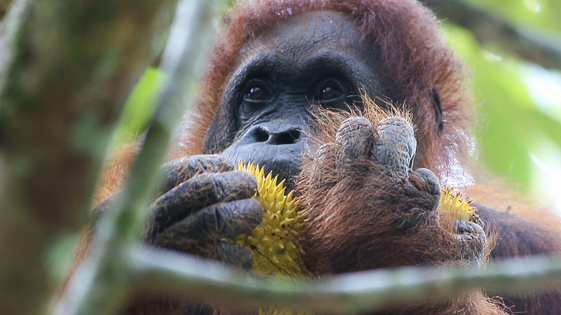 semenggoh wildlife reserve kuching 002