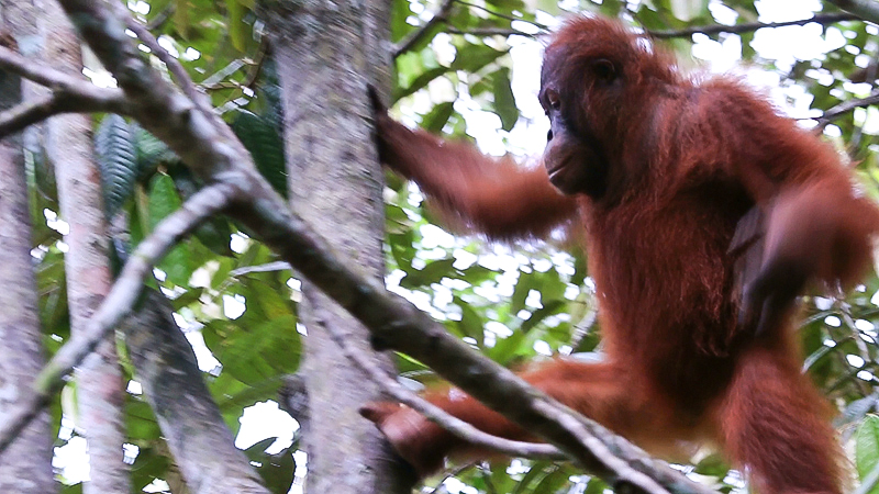 Semenggoh Nature Reserve, Orangutan feeding, kuching orangutans, borneo orangutans, borneo orangutan reserve