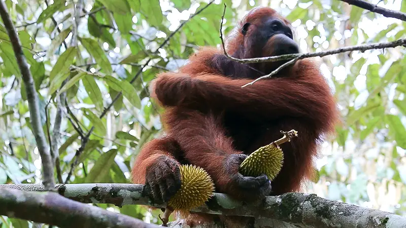Semenggoh wildlife rehabilitation centre, Semenggoh wildlife Reserve, Orangutan feeding, kuching orangutans, borneo orangutans, borneo orangutan reserve