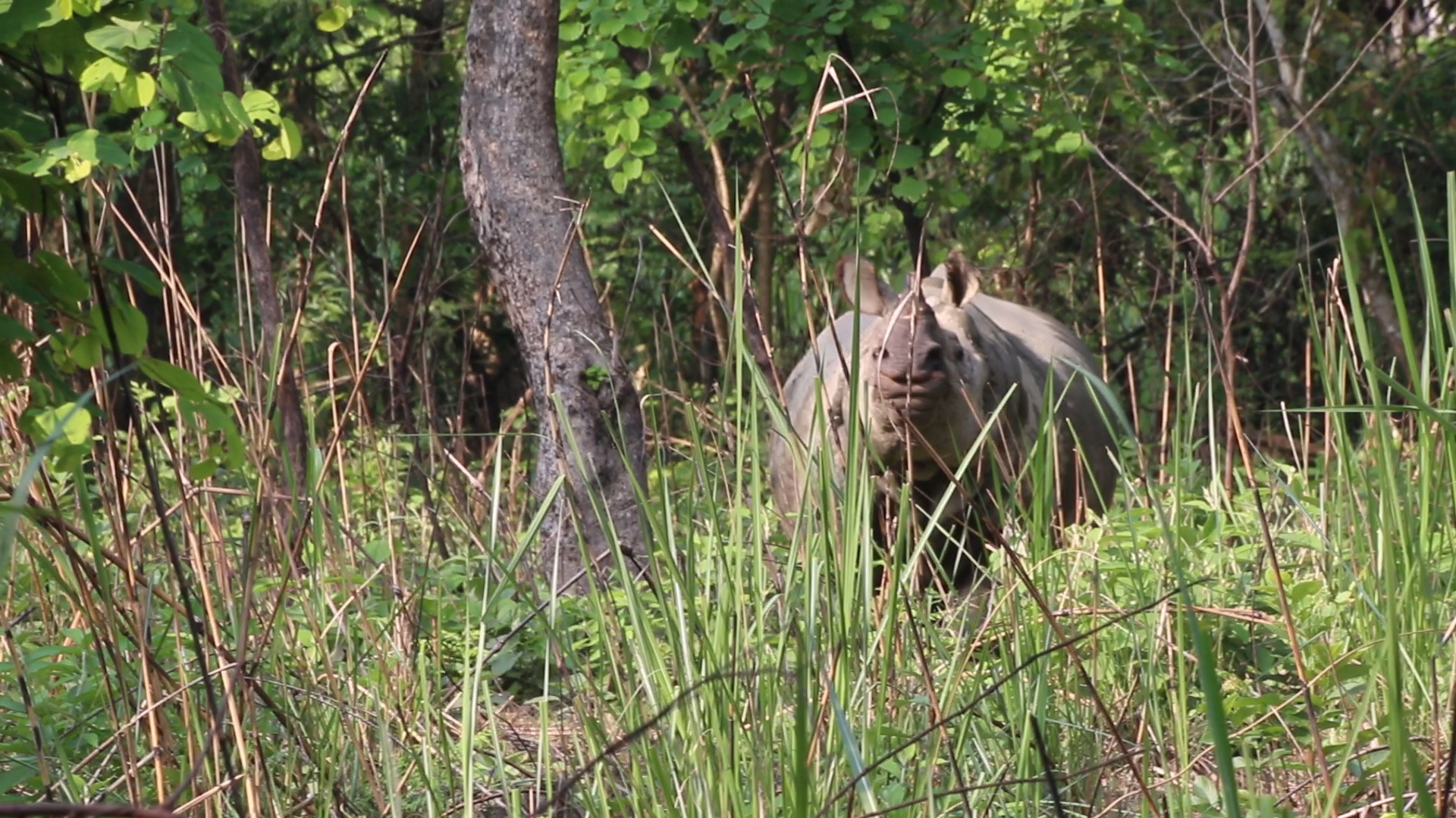 Chitwan National Park Rhino, one horned rhino