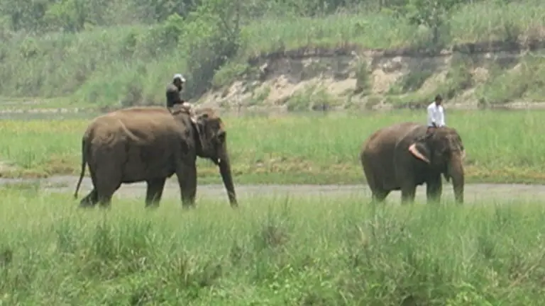 chitwan national park elephants, meghauli serai elephants
