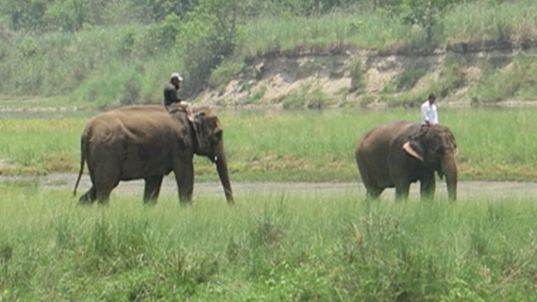 chitwan national park elephants, meghauli serai elephants