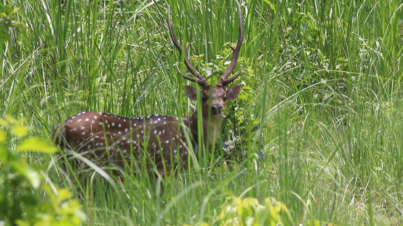 deer chitwan national park