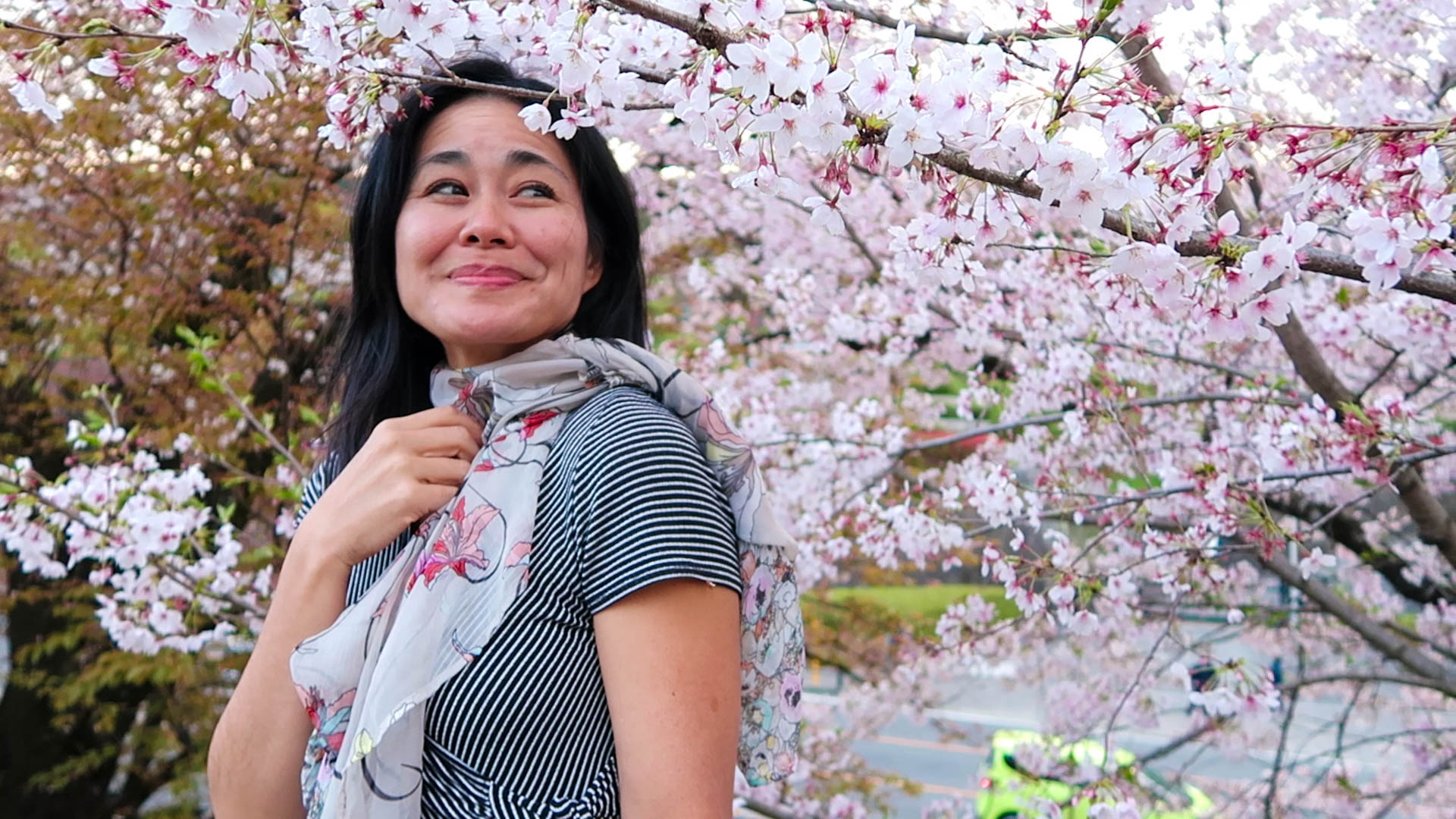 cherry blossom spots in kyoto