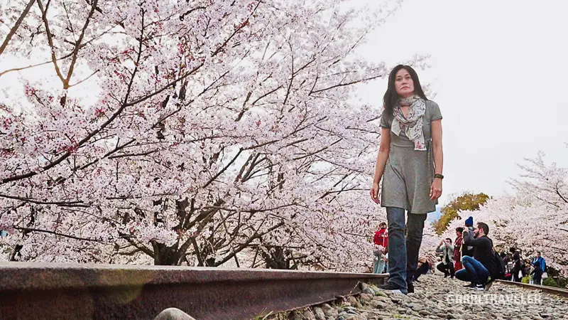 Sakura at Keage Incline, best cherry blossom spots of kyoto osaka nara, kansai travel guide, philosophers walk