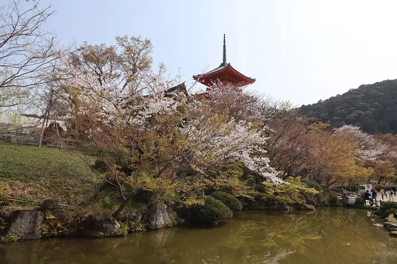kiyomizu dera temple, best sakura spots in kyoto