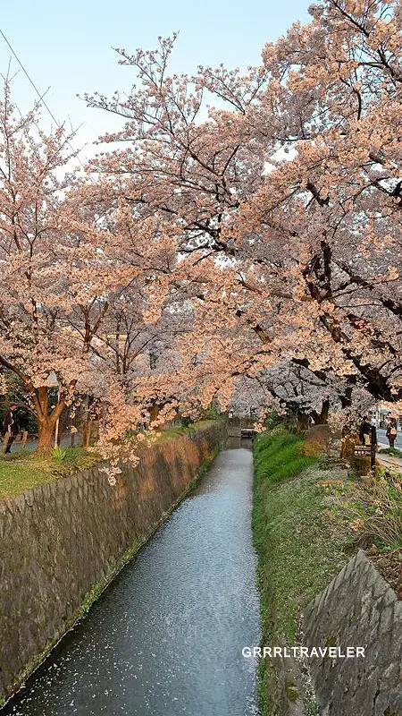 best cherry blossom spots of kyoto osaka nara, kansai travel guide, philosophers walk