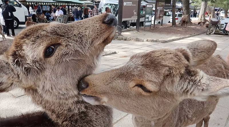 Nara deer park