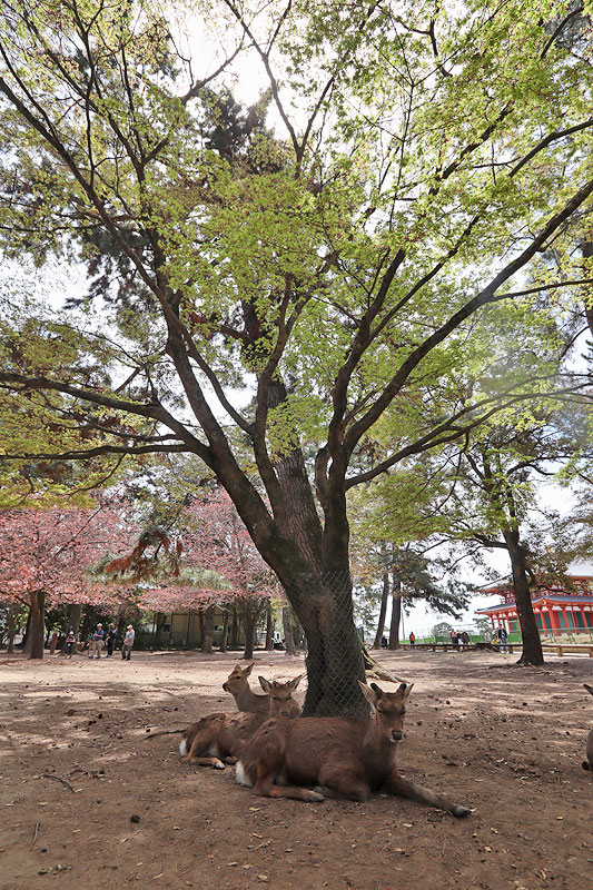 nara deer park kansai travel