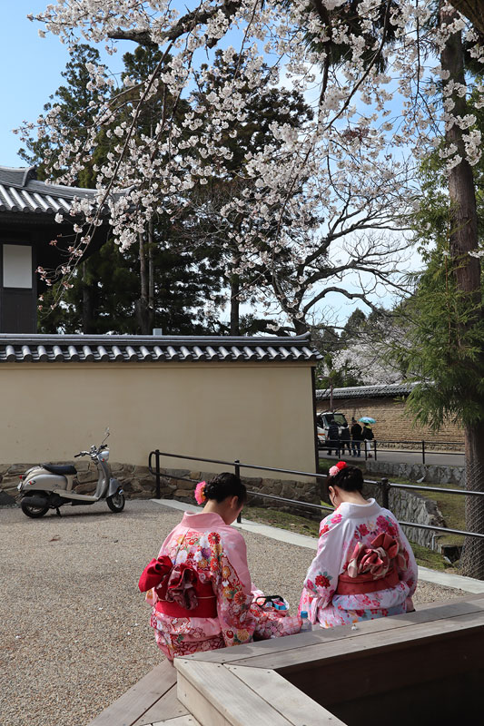 visiting nara travel guide