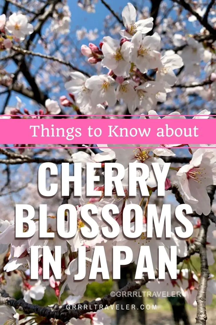 Things to Know about Cherry Blossoms in Japan