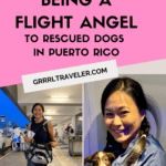 volunteering as a flight angel in puerto rico dog rescue 2