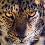 Leopard safari jawai bandh