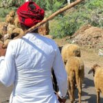 Rebari Community shepherds in Jawai Bandh