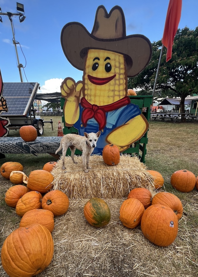dog at pumpkin festival hawaii