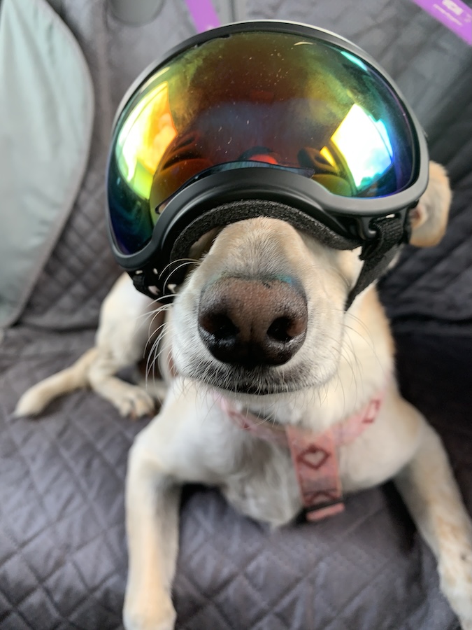 dog doggles
