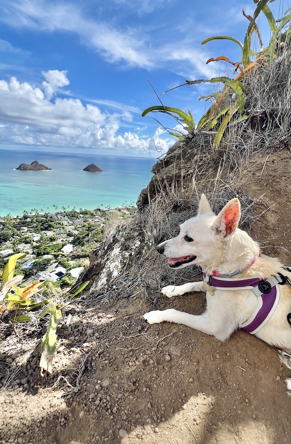 dog hiking hawaii