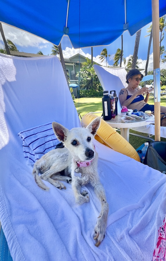 dog hotel beach chair hawaii
