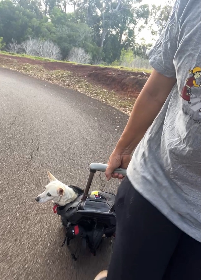 dog traveling in carryon