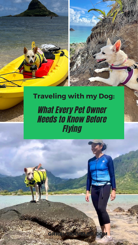 Traveling with your dog: What Every Pet Owner Needs to Know Before Flying